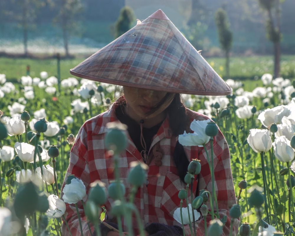 Surge in Myanmar opium poppy