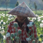 Surge in Myanmar opium poppy