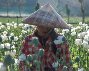 Surge in Myanmar opium poppy